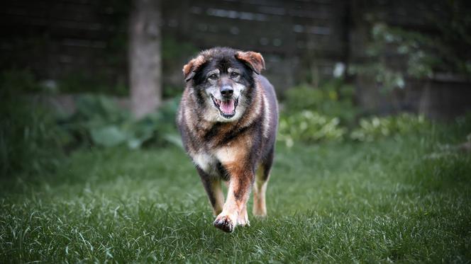 Saba czeka na nowy dom. Adoptuj psa ze schroniska w Białymstoku