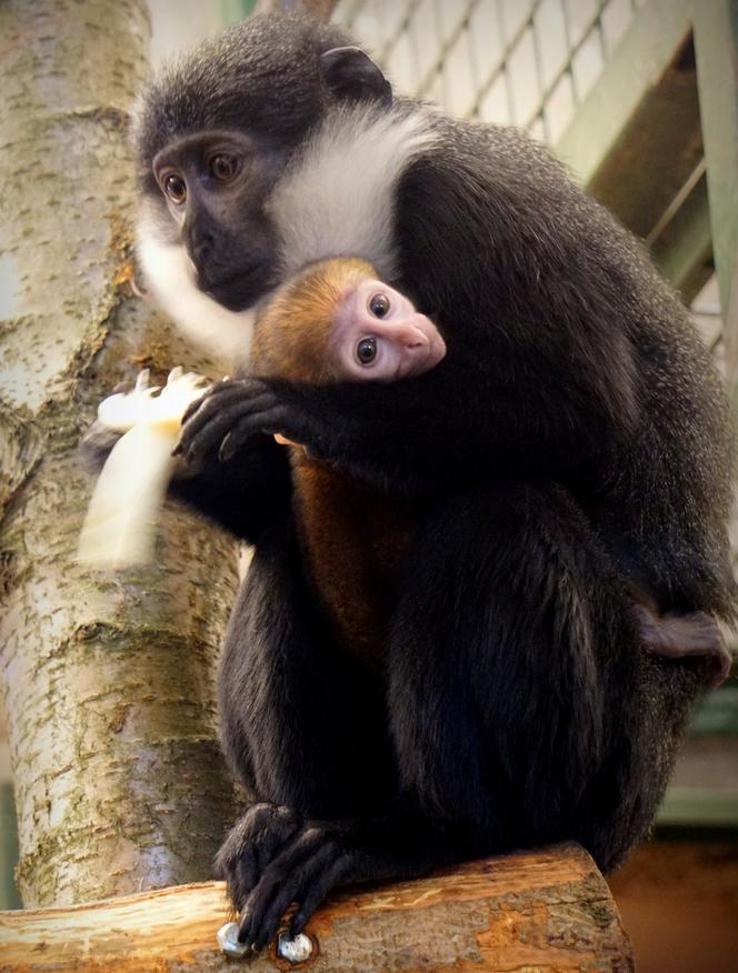 Afrykańska małpa, która lubi śnieg, przyszła na świat w zoo we Wrocławiu