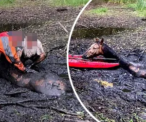 Trzy konie uciekły z zagrody i ugrzęzły w bagnie! Dramatyczna akcja ratunkowa pod Słupcą [ZDJĘCIA]