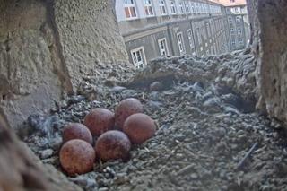 W gnieździe sokołów złożonych zostało 6 jaj
