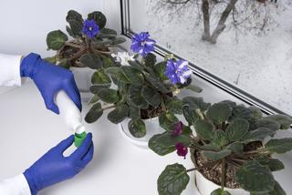 Zimowe nawożenie roślin doniczkowych. Jakie domowe kwiaty nawozi się zimą? Czym nawozić kwiaty zimą?