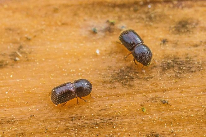 Leśnicy wyłapują groźne owady