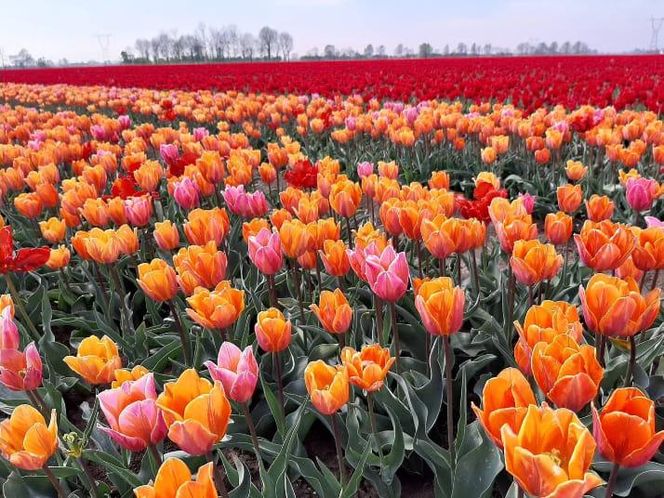 Gospodarstwo Świętokrzyskie tulipany
