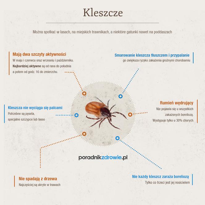 Kleszcze - infografika