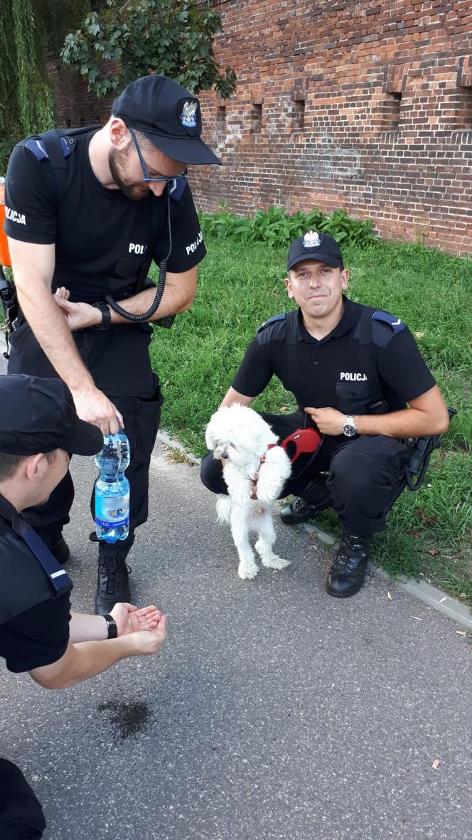 Toruń: Mężczyzna zostawił psa w nagrzanym samochodzie i poszedł na zakupy [ZDJĘCIA]