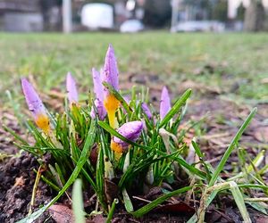 Pierwsze krokusy na Jasnych Błoniach