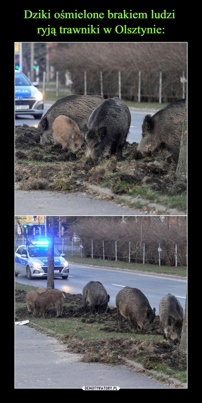 Najlepsze memy o Olsztynie. Z tego śmieją się internauci