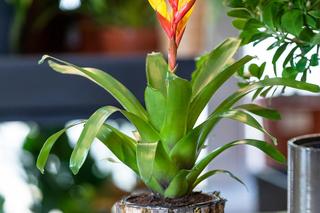 Rośliny najbardziej odporne na szkodniki