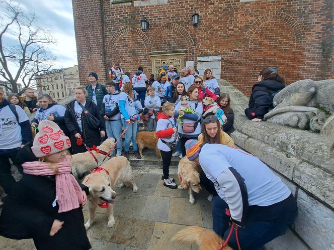 33. Finał WOŚP z grupą krakowskich Golden Retrieverów