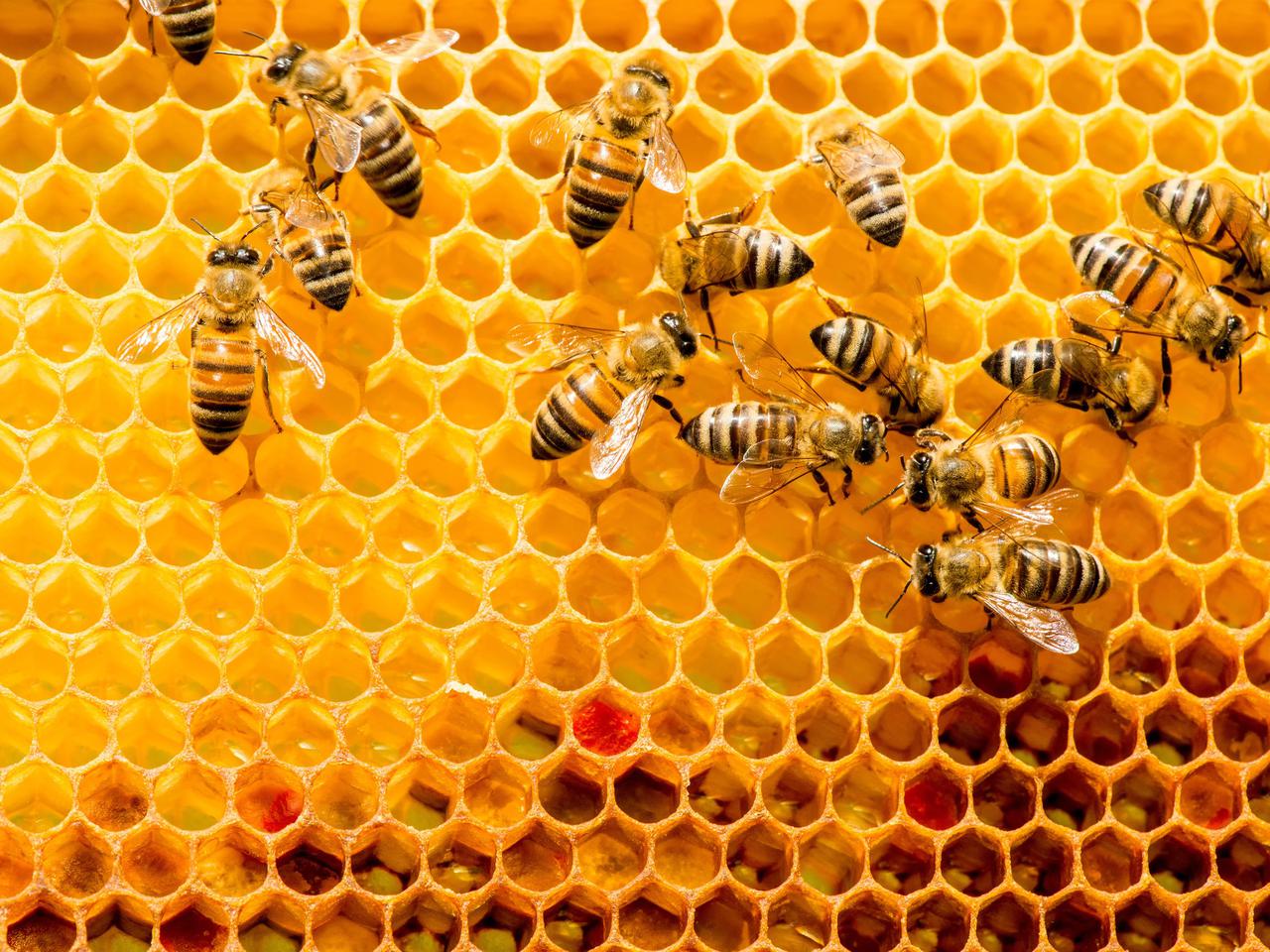 Pszczelarstwo, czyli fascynacja PSZCZOŁAMI, pasja i styl życia