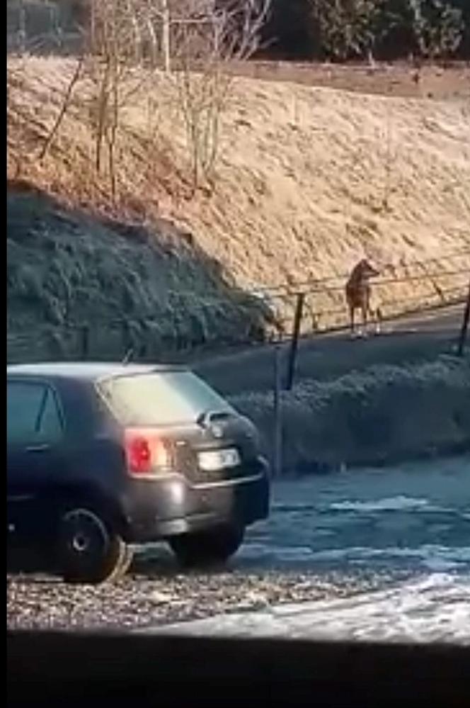 Przez wilki ludzie boją się wychodzić z domów