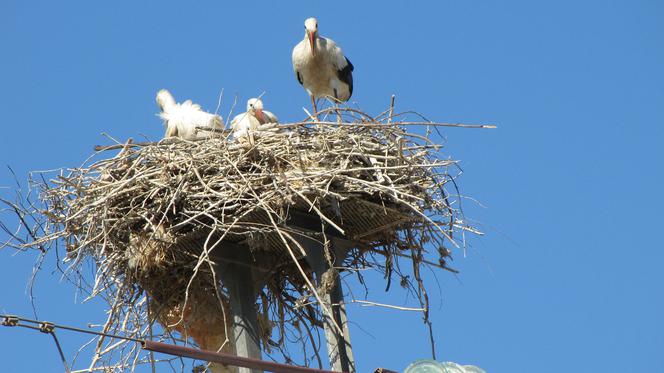 Bocian zginął, zostały pisklaki. Teraz dokarmiają je ludzie dobrej woli