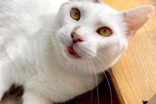 To koniec Kociej Ferajny - pierwszej w Bydgoszczy kawiarni z kotami. Nie chodzi tylko o pieniądze.  Puma, Luna, Prezes i Puszek czekają na głaski