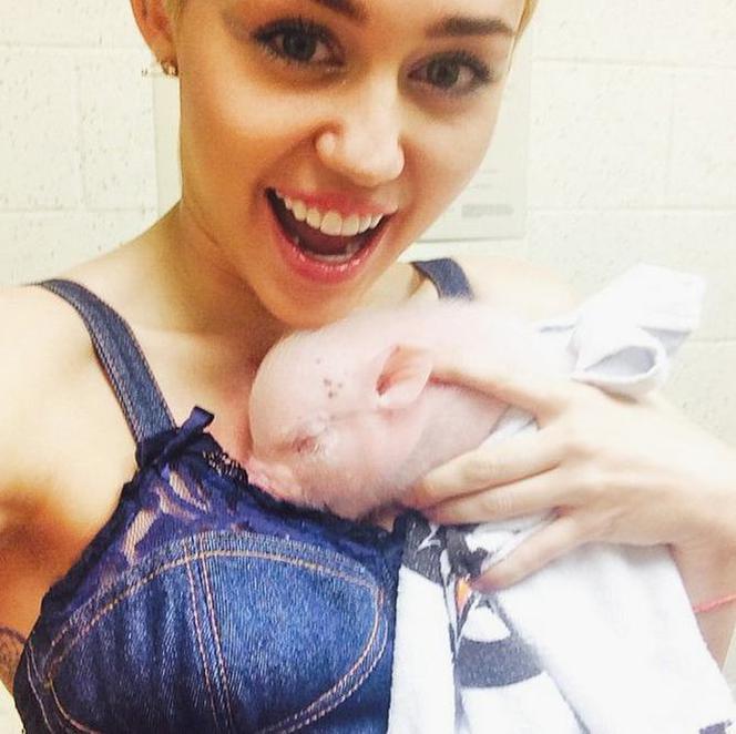Świnia Miley Cyrus
