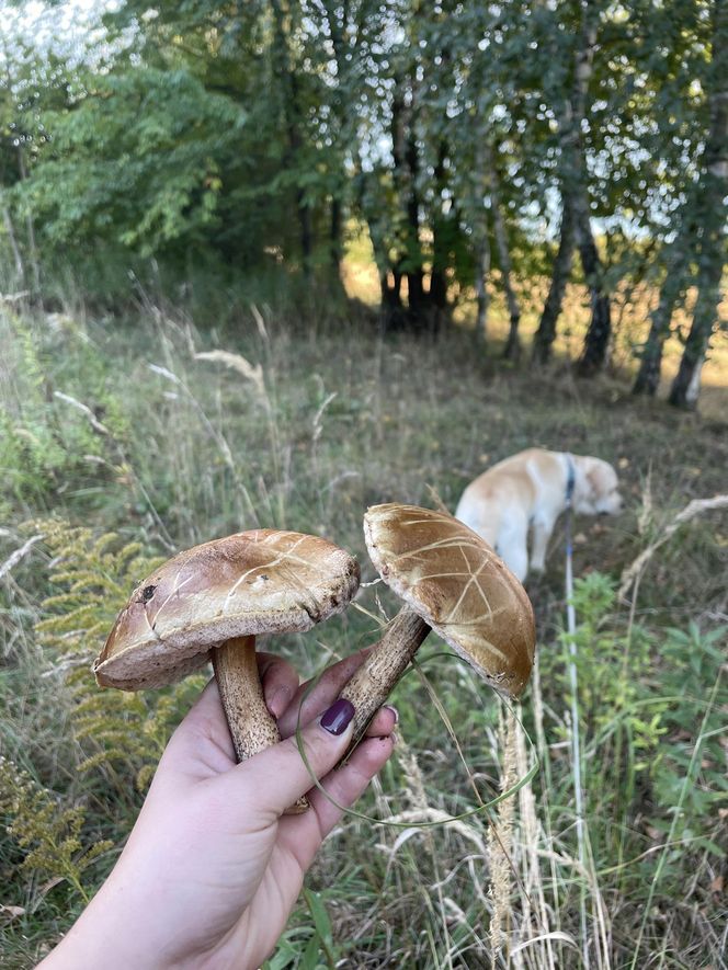 Prawdziwy wysyp grzybów w woj. lubelskim! Czytelnicy w koszykach mają setki borowików!