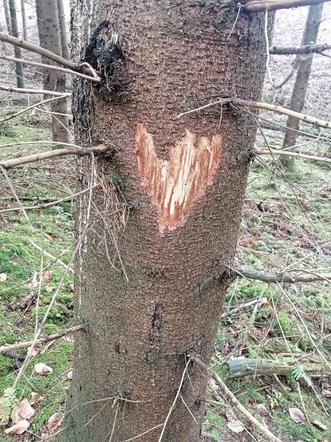 Serce wyryte na drzewie - Nadleśnictwo Olsztynek