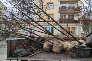 Przesadzanie drzew z betonowych donic