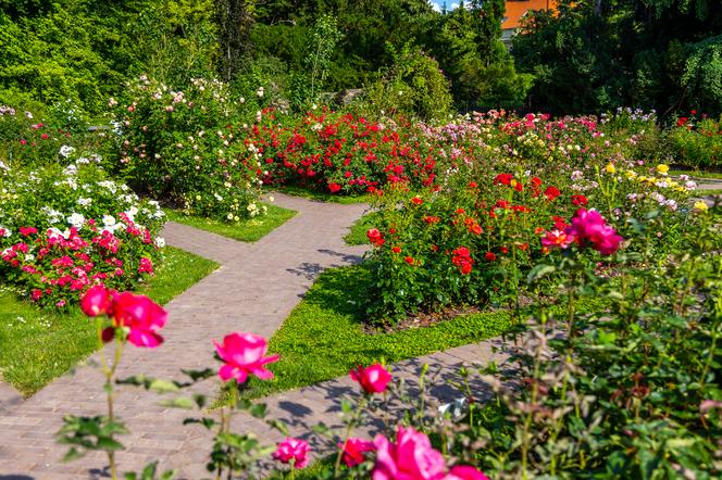 7 najładniejszych ogrodów botanicznych w Polsce. Kiedy je odwiedzić i gdzie są?