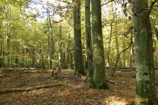 Szlak na Górę Dębową zachwyca jesienią. Rosną tam 100-letnie drzewa
