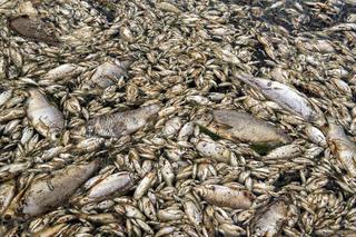Śnięte ryby w rzece Ner. Rządowe Centrum Bezpieczeństwa rozszerza alert o kolejny powiat