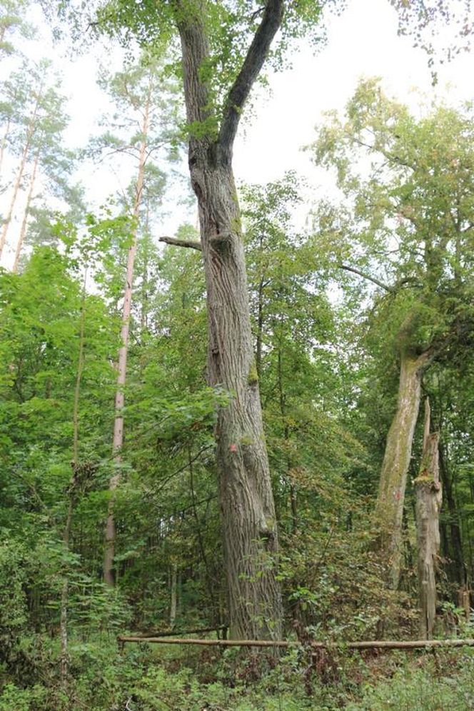 To największy kompleks leśny na Mazurach. Co krok pojawiają się malownicze jeziora