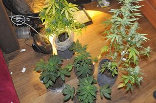 Uprawiał marihuanę w szafie