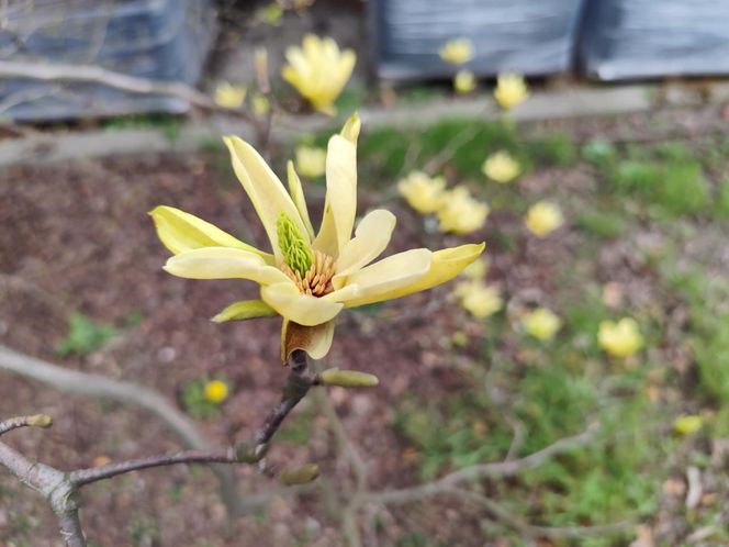 Magnolie - królowe ogrodów i skwerów 