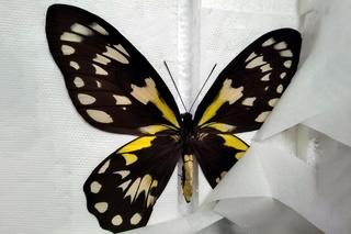 Miały być obrazki warte 2 zł, były motyle warte majątek!