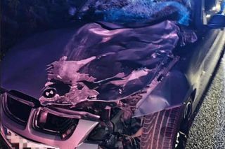 Leszno: Jeleń uderzył w rozpędzone BMW. Policja apeluje o ostrożność na drogach