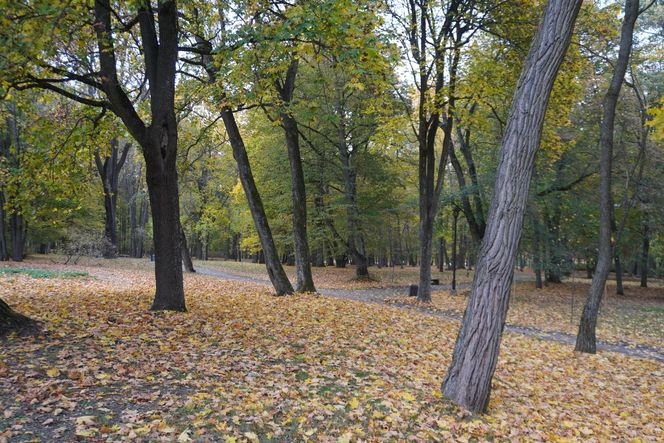 Park Lubomirskich w Białymstoku jesienią 