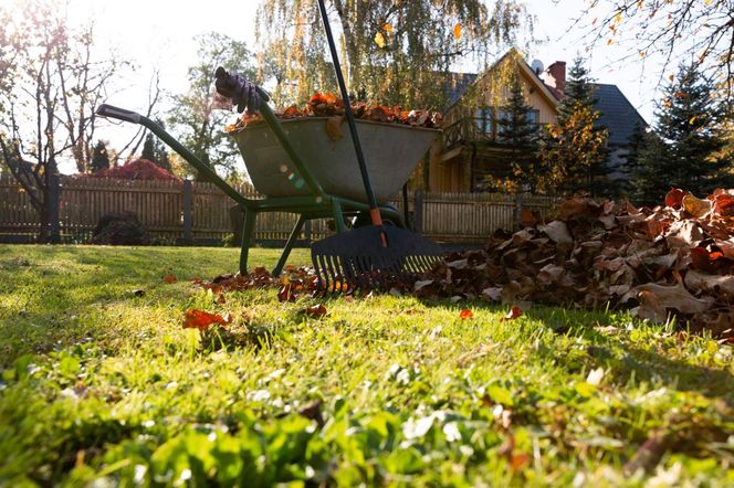 Listopad w ogrodzie