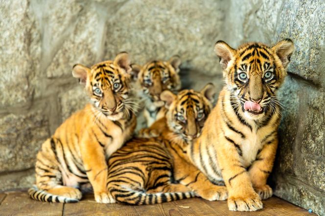 Niesamowite narodziny we wrocławskim zoo. Na świat przyszły cztery tygrysy sumatrzańskie 