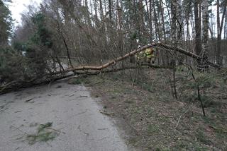 Szkody po Orkanie Eunice. Zrywało dachy, wyrywało grube drzewa, brakowało prądu