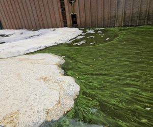 Złota alga zaatakowała Kanał Gliwicki we wrześniu 2025 roku