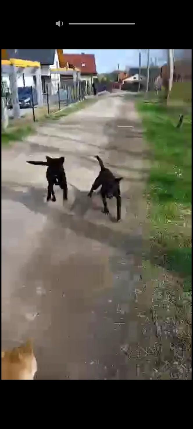 Moją Beze zagryzły psy nowych sąsiadów