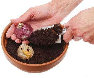 Pędzenie hiacyntów