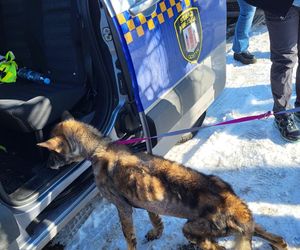 Pamiętacie Figę? Skrajnie zaniedbana suczka nie wróci do swoich właścicieli