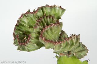 Wilczomlecz mleczny ‘Cristata’ - Euphorbia lactaea ‘Cristata’