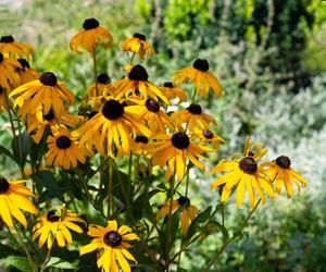 Rudbekia błyskotliwa