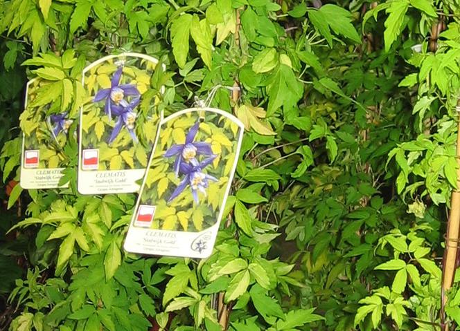 Powojnik 'Stolwijk Gold'