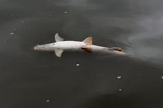 Strażacy rozciągnęli specjalną zaporę. Ma wyłapywać martwe ryby płynące z Czech