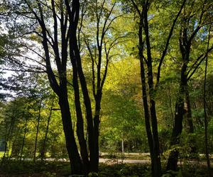 Las Zwierzyniecki w jesiennej odsłonie. Leśna dżungla w sercu Białegostoku [ZDJĘCIA]