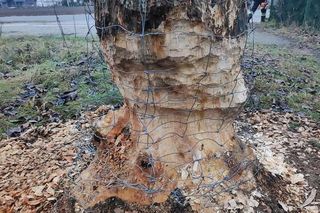 Nietypowa akcja straży 