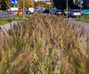 Park linearny na Bielanach w Warszawie