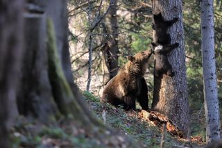 Nowe ustalenia ws. niedźwiedzi w Bieszczadach. Zmiany w lasach i apel do turystów  