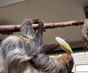 Leniwiec z ZOO Wrocław
