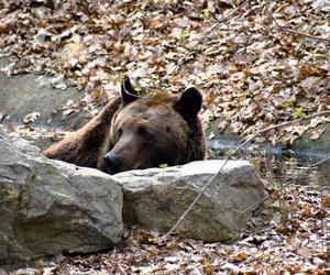Niedźwiedzie w poznańskim ZOO wybudziły się z zimowego snu
