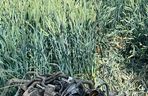 Śmiertelny wypadek na DK 38 pod Kędzierzynem-Koźlem. Policja ujawniła wstępną przyczynę tragedii [ZDJĘCIA].