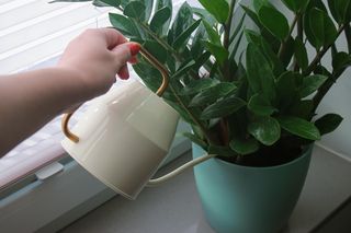 Podlej ziemię wokół zamiokulkasa. Dzięki tej odżywce zamiokulkas będzie miał prawdziwie lśniące liście. Odżywka do zamiokulkasa, bez której nie będziesz mogła się obejść