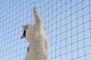 Balkon bezpieczny dla kota.